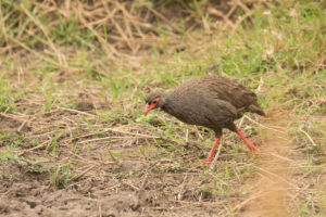 Red-necked Francolin (Pternistis afer)