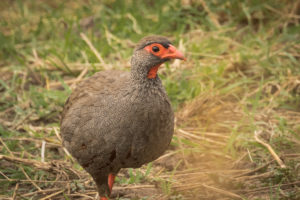 Red-necked Francolin (Pternistis afer)