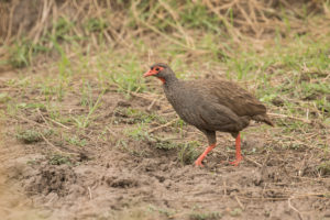 Red-necked Francolin (Pternistis afer)