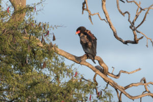 Bateleur (Terathopius ecaudatus)