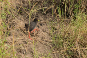 Black Crake (Zapornia flavirostra)