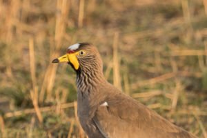 Wattled Lapwing (Vanellus senegallus)