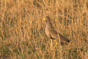 Wattled Lapwing (Vanellus senegallus)