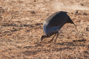 Vulturine Guineafowl (Acryllium vulturinum)