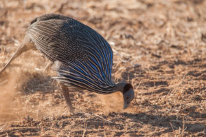 Vulturine Guineafowl (Acryllium vulturinum)