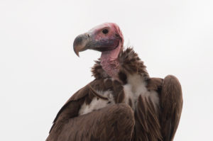 Lappet-faced Vulture (Torgos tracheliotos)