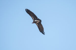 Lappet-faced Vulture (Torgos tracheliotos)