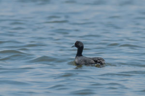 Red-knobbed Coot (Fulica cristata)