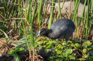 Red-knobbed Coot (Fulica cristata)