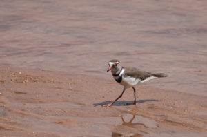 Three-banded Plover (Charadrius tricollaris)