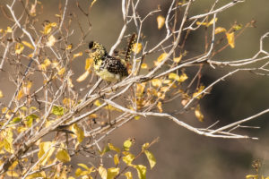 D’Arnaud’s Barbet (Trachyphonus darnaudii)