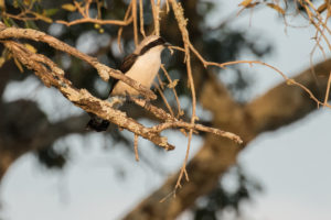 Gray-backed Fiscal (Lanius excubitoroides)