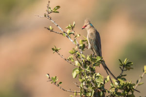 Blue-naped Mousebird (Urocolius macrourus)