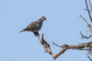 Ring-necked Dove (Streptopelia capicola)