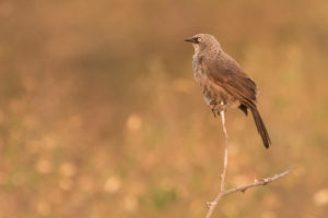 Black-lored Babbler (Turdoides sharpei)