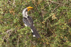 Eastern Yellow-billed Hornbill (Tockus flavirostris)