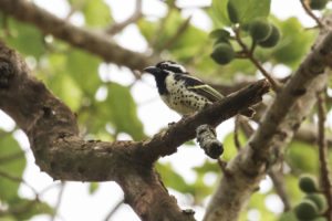 Spot-flanked Barbet (Tricholaema lacrymosa)