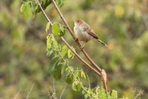 Rattling Cisticola (Cisticola chiniana)