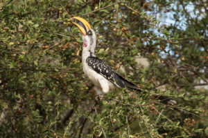 Eastern Yellow-billed Hornbill (Tockus flavirostris)