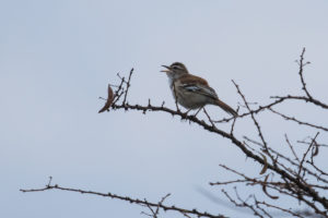 Red-backed Scrub-Robin (Cercotrichas leucophrys)