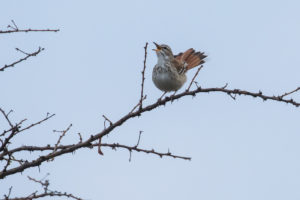 Red-backed Scrub-Robin (Cercotrichas leucophrys)