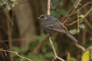 Southern Black-Flycatcher (Melaenornis pammelaina)