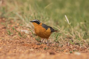 White-browed Robin-Chat (Cossypha heuglini)