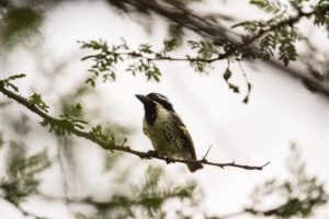 Spot-flanked Barbet (Tricholaema lacrymosa)