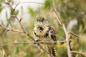 D’Arnaud’s Barbet (Trachyphonus darnaudii)