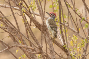 Nubian Woodpecker (Campethera nubica)