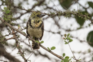 D’Arnaud’s Barbet (Trachyphonus darnaudii)