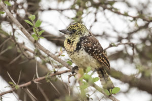 D’Arnaud’s Barbet (Trachyphonus darnaudii)