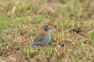 Red-cheeked Cordonbleu (Uraeginthus bengalus)