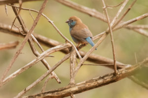 Blue-capped Cordonbleu (Uraeginthus cyanocephalus)