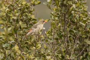 Red-headed Weaver (Anaplectes rubriceps)