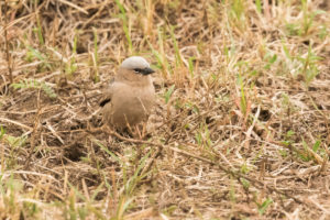 Gray-headed Social-Weaver (Pseudonigrita arnaudi)