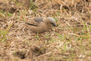 Gray-headed Social-Weaver (Pseudonigrita arnaudi)