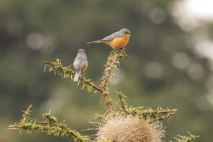 Silverbird (Melaenornis semipartitus)