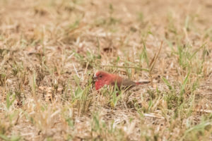 Red-billed Firefinch (Lagonosticta senegala)