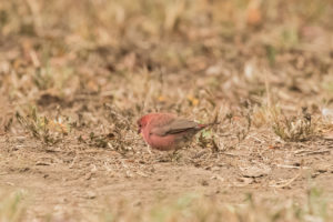 Red-billed Firefinch (Lagonosticta senegala)