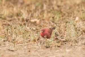 Red-billed Firefinch (Lagonosticta senegala)