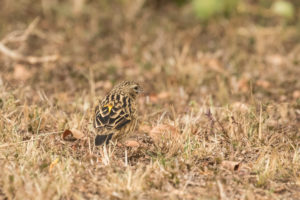 Yellow Bishop (Euplectes capensis)