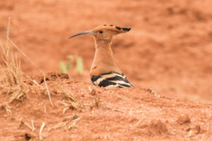 Eurasian Hoopoe (African) (Upupa epops africana)