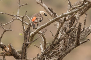 White-headed Buffalo-Weaver (Dinemellia dinemelli)