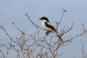 Taita Fiscal (Lanius dorsalis)