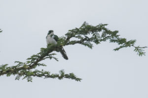 Klaas’s Cuckoo (Chrysococcyx klaas)