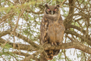 Verreaux’s Eagle-Owl (Bubo lacteus)