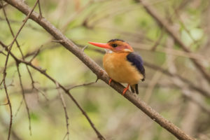 African Pygmy-Kingfisher (Ispidina picta)