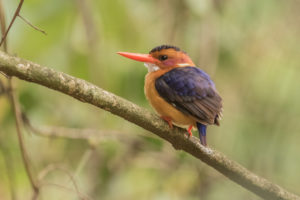 African Pygmy-Kingfisher (Ispidina picta)
