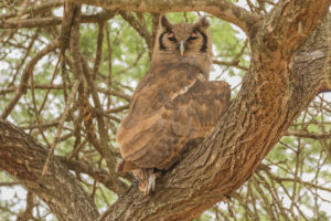 Verreaux’s Eagle-Owl (Bubo lacteus)
